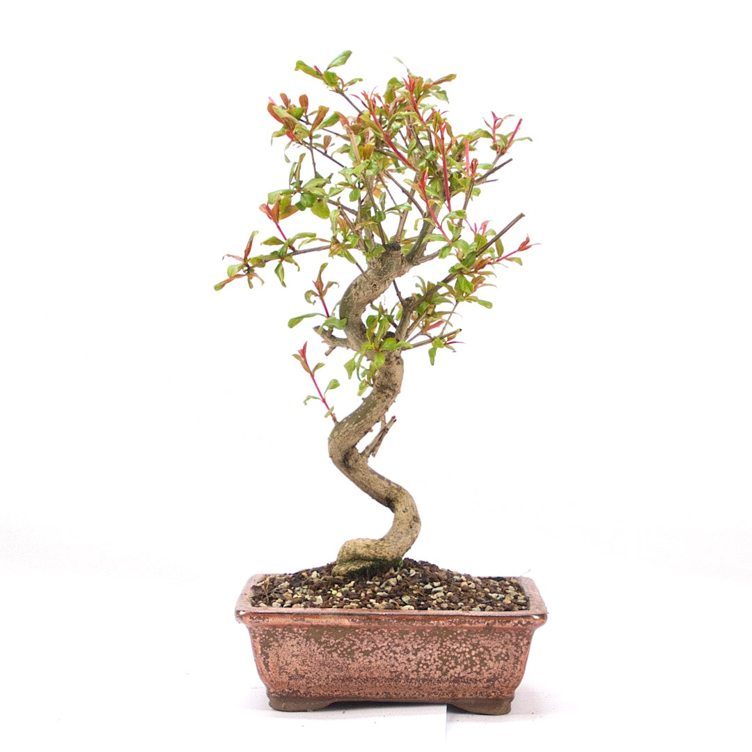Granatapfel 'Punica granatum'